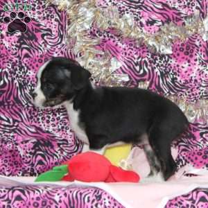 Linnet, Boston Terrier Mix Puppy